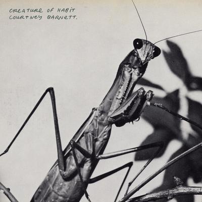 Mantis